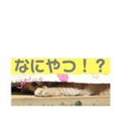 とらじのひとこと（個別スタンプ：6）