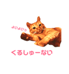 とらじのひとこと（個別スタンプ：7）