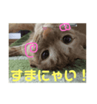 とらじのひとこと（個別スタンプ：8）