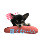 チャコさんとお話し（個別スタンプ：3）