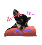 チャコさんとお話し（個別スタンプ：4）