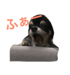 チャコさんとお話し（個別スタンプ：5）