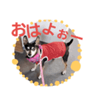 ミニチュアピンシャーの日常（個別スタンプ：11）
