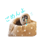 ミニチュアピンシャーの日常（個別スタンプ：20）
