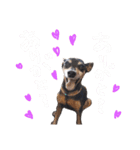 ミニチュアピンシャーの日常（個別スタンプ：35）