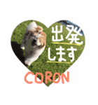 coron02（個別スタンプ：15）