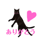 アクティブ・にゃんこ2（個別スタンプ：1）