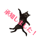 アクティブ・にゃんこ2（個別スタンプ：4）