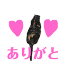 アクティブ・にゃんこ2（個別スタンプ：8）