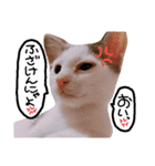わんにゃんず時々おっさん（個別スタンプ：1）