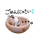 わんにゃんず時々おっさん（個別スタンプ：2）
