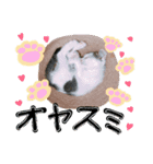 わんにゃんず時々おっさん（個別スタンプ：3）