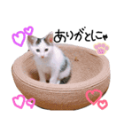 わんにゃんず時々おっさん（個別スタンプ：4）