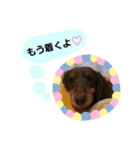 わんにゃんず時々おっさん（個別スタンプ：10）