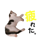 わんにゃんず時々おっさん（個別スタンプ：12）