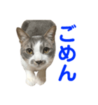 銀です（個別スタンプ：8）