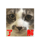 銀です（個別スタンプ：11）