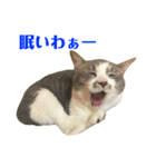 銀です（個別スタンプ：14）
