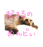 パールとムギ（個別スタンプ：3）