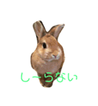 パールとムギ（個別スタンプ：4）