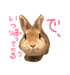 パールとムギ（個別スタンプ：6）