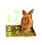 パールとムギ（個別スタンプ：8）