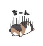 いろんなモルモットのスタンプ（個別スタンプ：16）