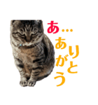 微S猫ろくの日常（個別スタンプ：5）