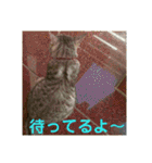 猫のみぃちゃん日常ほのぼのスタンプ（個別スタンプ：1）
