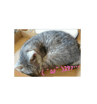 猫のみぃちゃん日常ほのぼのスタンプ（個別スタンプ：2）