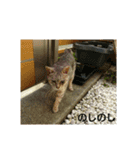 猫のみぃちゃん日常ほのぼのスタンプ（個別スタンプ：6）