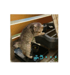 猫のみぃちゃん日常ほのぼのスタンプ（個別スタンプ：7）