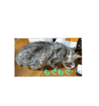 猫のみぃちゃん日常ほのぼのスタンプ（個別スタンプ：8）