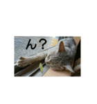 猫のみぃちゃん日常ほのぼのスタンプ（個別スタンプ：9）