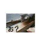猫のみぃちゃん日常ほのぼのスタンプ（個別スタンプ：10）