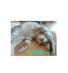 猫のみぃちゃん日常ほのぼのスタンプ（個別スタンプ：11）