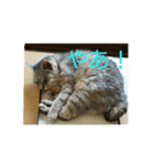 猫のみぃちゃん日常ほのぼのスタンプ（個別スタンプ：15）