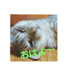 猫のみぃちゃん日常ほのぼのスタンプ（個別スタンプ：16）