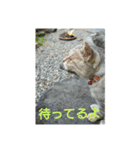 猫のみぃちゃん日常ほのぼのスタンプ（個別スタンプ：17）