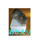 猫のみぃちゃん日常ほのぼのスタンプ（個別スタンプ：19）