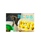 猫のみぃちゃん日常ほのぼのスタンプ（個別スタンプ：20）
