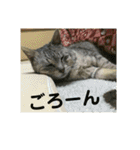 猫のみぃちゃん日常ほのぼのスタンプ（個別スタンプ：24）