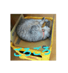 猫のみぃちゃん日常ほのぼのスタンプ（個別スタンプ：25）