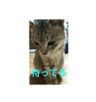 猫のみぃちゃん日常ほのぼのスタンプ（個別スタンプ：26）