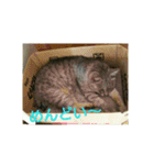 猫のみぃちゃん日常ほのぼのスタンプ（個別スタンプ：28）