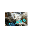 猫のみぃちゃん日常ほのぼのスタンプ（個別スタンプ：31）