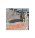 猫のみぃちゃん日常ほのぼのスタンプ（個別スタンプ：32）