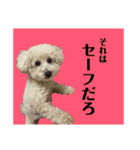 規格外の2匹（個別スタンプ：3）