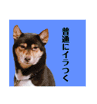 規格外の2匹（個別スタンプ：4）