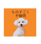 規格外の2匹（個別スタンプ：5）